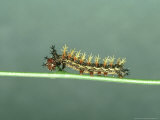 Question Mark Butterfly  Larva  USA