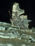 Comma Butterfly  Oxon  UK