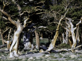 Trees in Boulder