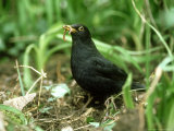 Blackbird  with Worm  UK
