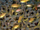 Anthias  Komodo  Indonesia