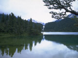 Trees Along River  Chile