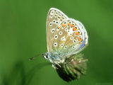 Common Blue in Early Morning Dew  UK