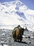 Lone Yak