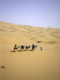 Camels Walking Away in Desert  Morocco