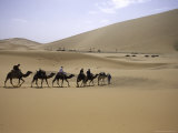 Camels in Desert  Morocco