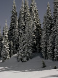 Snowy Trees in Washington  USA