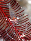 Ghost Shrimp  Komodo  Indonesia