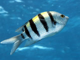 Sargeant Major Fish  St Johns Reef  Red Sea