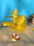 Christmas Tree Worm  St Johns Reef  Red Sea