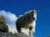 Wild Goats  Boulder