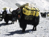 A Sponsered Yak  Nepal