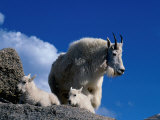 Wild Goats  Boulder