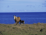 Easter Island  Chile