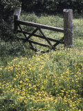 Buttercups and Hawthorn
