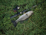 Largemouth Bass