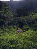 Maunawili Trail Hawaii  USA