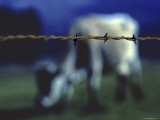 Barbed Wire in Front of a Blurred Cow Picture