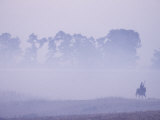 Foggy Scene with Horseback Rider