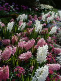 Butchart Gardens  Victoria  British Columbia  Canada