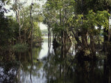 Amazon River  Brazil