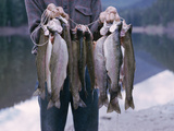 Rainbow Trout