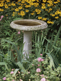 Black-Eyed Susans and Chrysanthemums