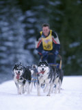 Competitive Dogsledding