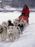 Dogsledding
