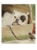 Bulldog  1927