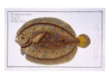 The Argus Flounder