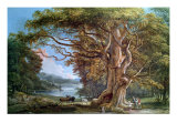 Ancient Beech Tree  1794