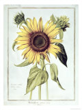 Helianthus Annuus