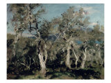 Olives  Corfu  1912