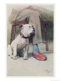 Bulldog