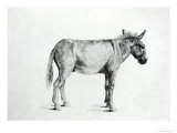 Donkey  1766