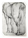 Horse's Rear