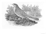 The Nightingale