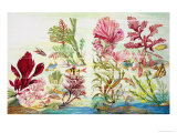 Underwater Plants
