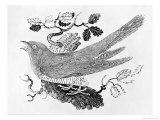 The Cuckoo