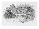 The Skylark