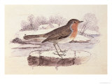 Redbreast