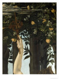 Primavera  c1478