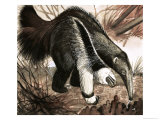 The Anteater