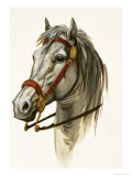 Unidentified Horse
