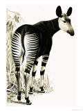 Okapi