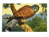 Kestrel