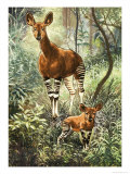 Okapis of the Congo