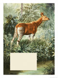 Okapi