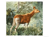 Okapi